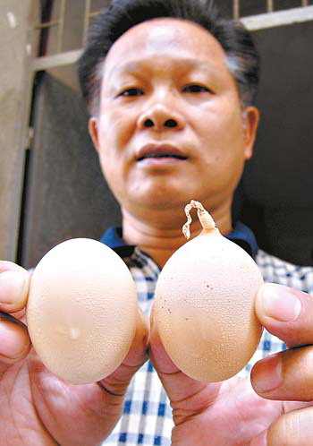 一枚长尾巴的鸡蛋 自然奇观还是烹饪奇迹？